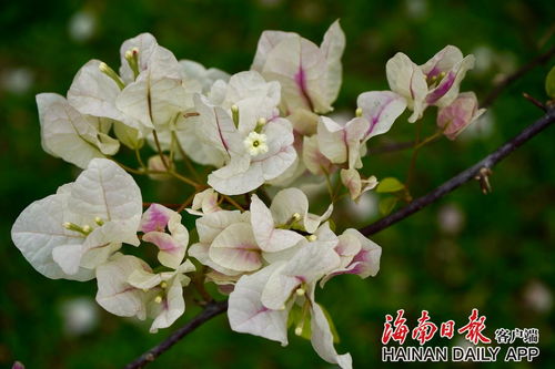 组图丨海南 三角梅花香欲染，晴风暖阳春心动