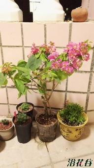 广东花友必备 带花三角梅怡锦、重粉、紫色现货更新图赏