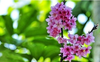 厦门花溪 山樱花与三角梅共绘春日画卷