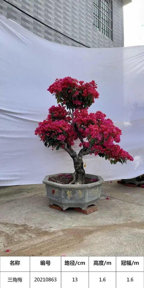 三角梅精品盆景 H200 300cm拱门展示区的独特魅力