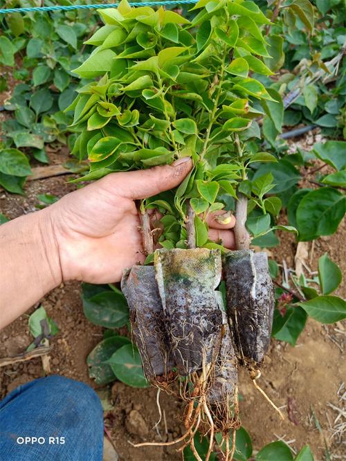 【清情种植基地供应宝巾花盆栽 室内摆放色彩多样三角梅】批发