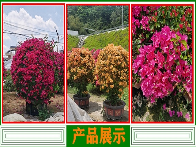 三角梅球形200起