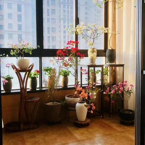 "百花迷"的最终觉醒!养遍百花后,终成"三角梅"的"专一粉"!