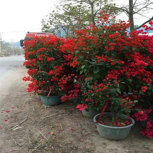 您也可能对以下产品感兴趣除了福建三角梅苗基地直销规格齐全,您也